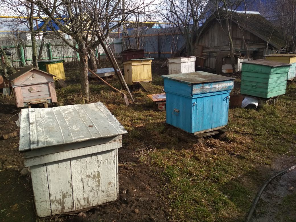 Продаю пчелосемьи с ульями