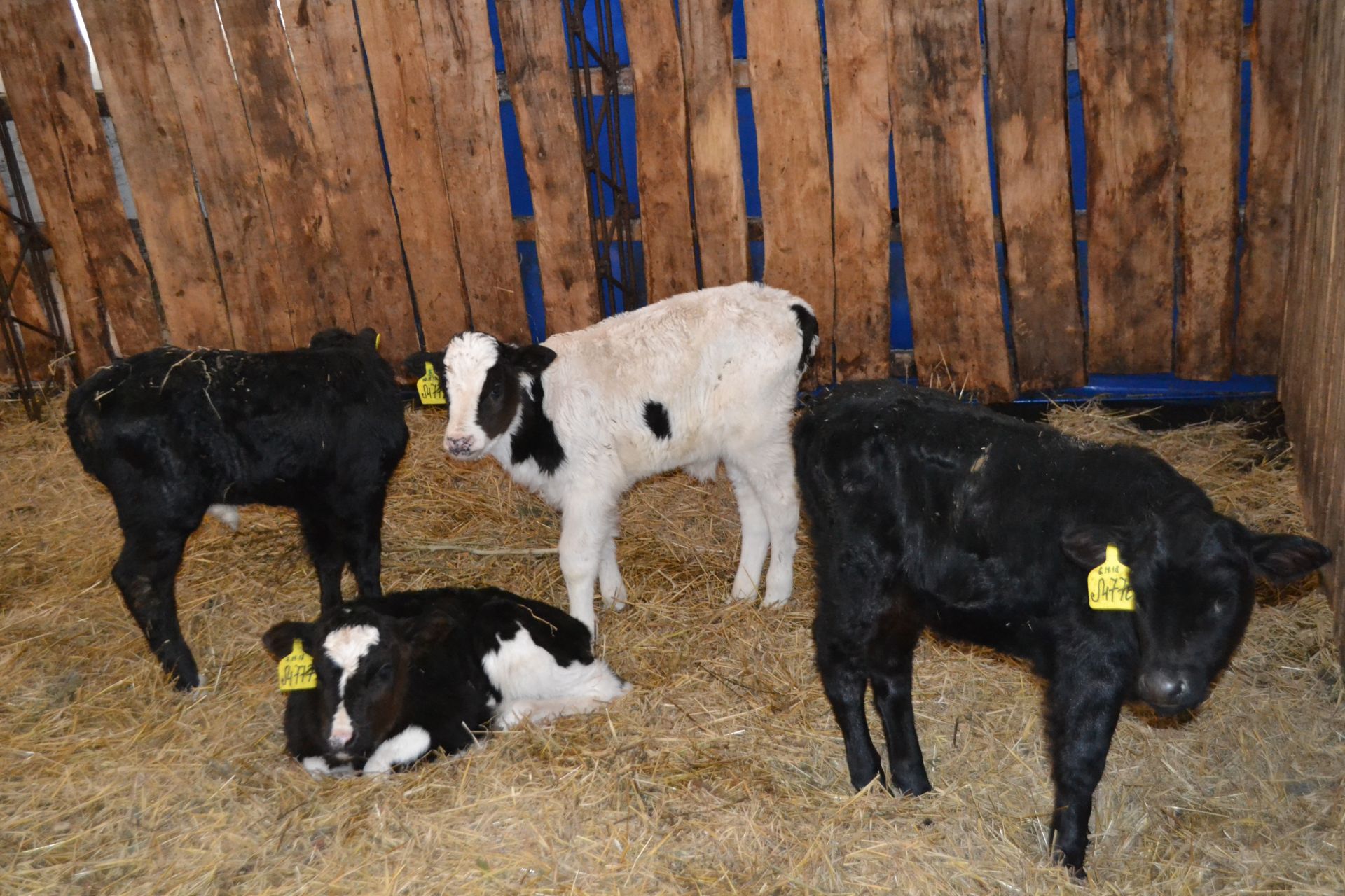 Как увеличить надой молока у коров зимой? На что обращать внимание при составлении рациона? В районе продолжаются семинары, посвященные&nbsp; вопросам животноводства