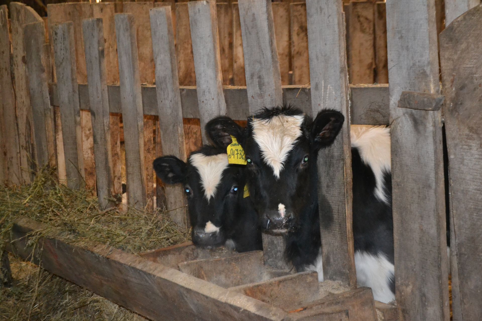 Как увеличить надой молока у коров зимой? На что обращать внимание при составлении рациона? В районе продолжаются семинары, посвященные&nbsp; вопросам животноводства