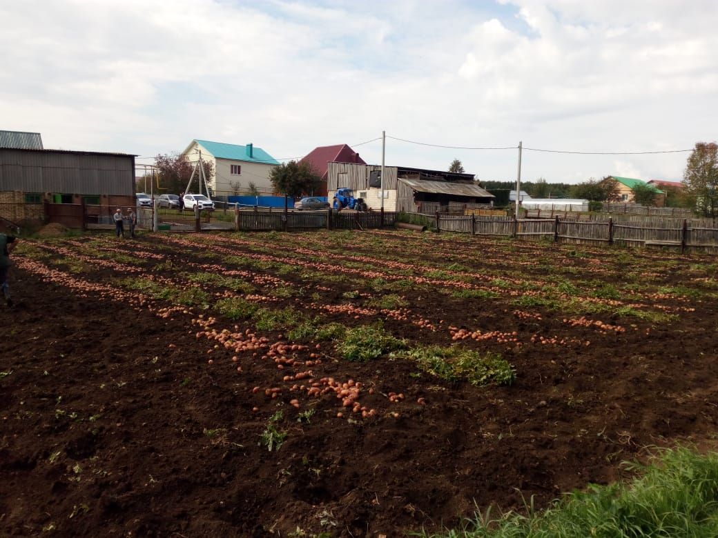 Картошка в Азнакаево уродилась на славу
