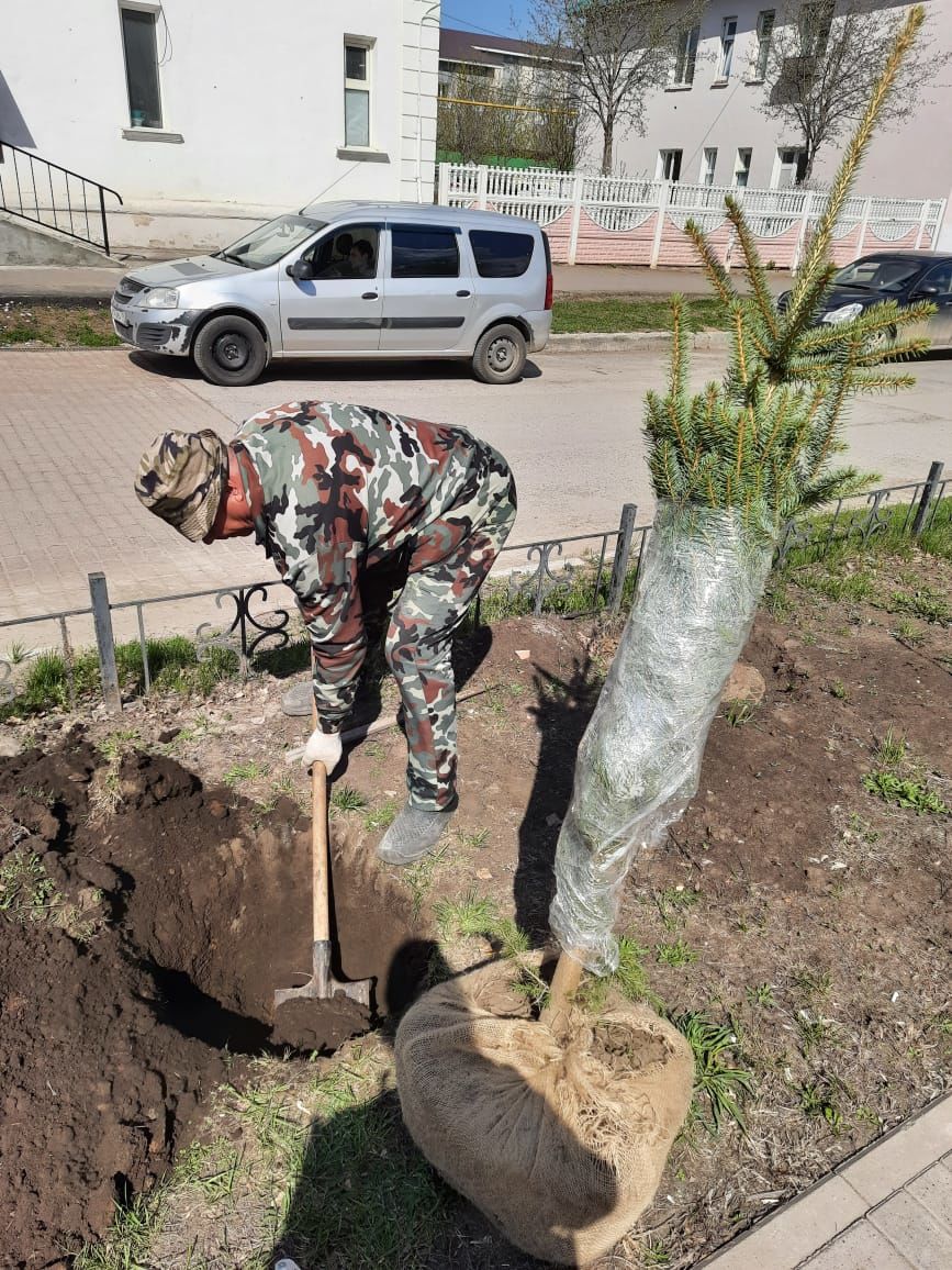 В Азнакаево организовали посадку деревьев в честь 76-летия Победы