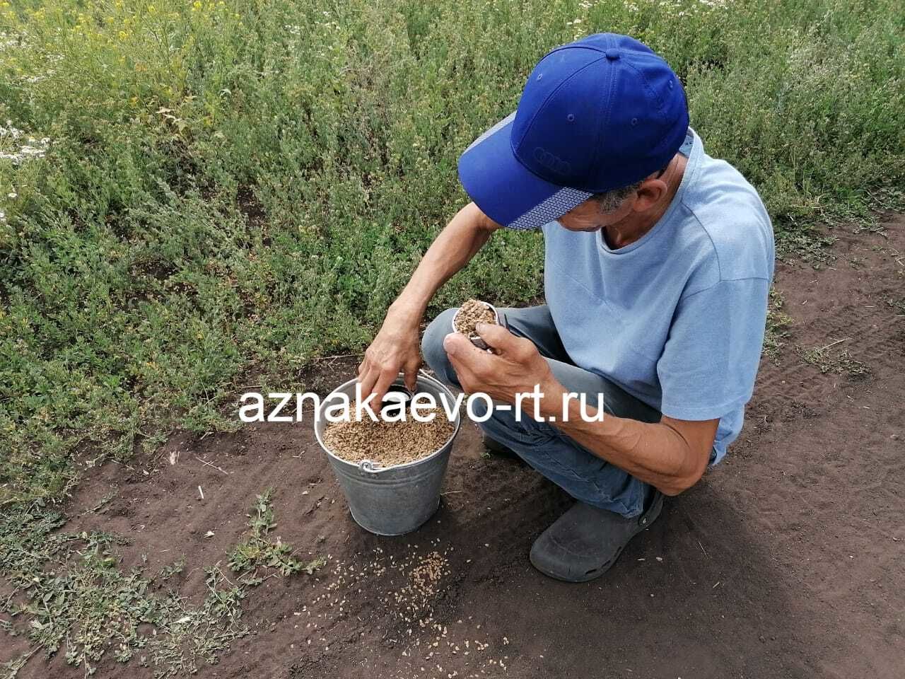 Азнакай игенчеләре уракка төште