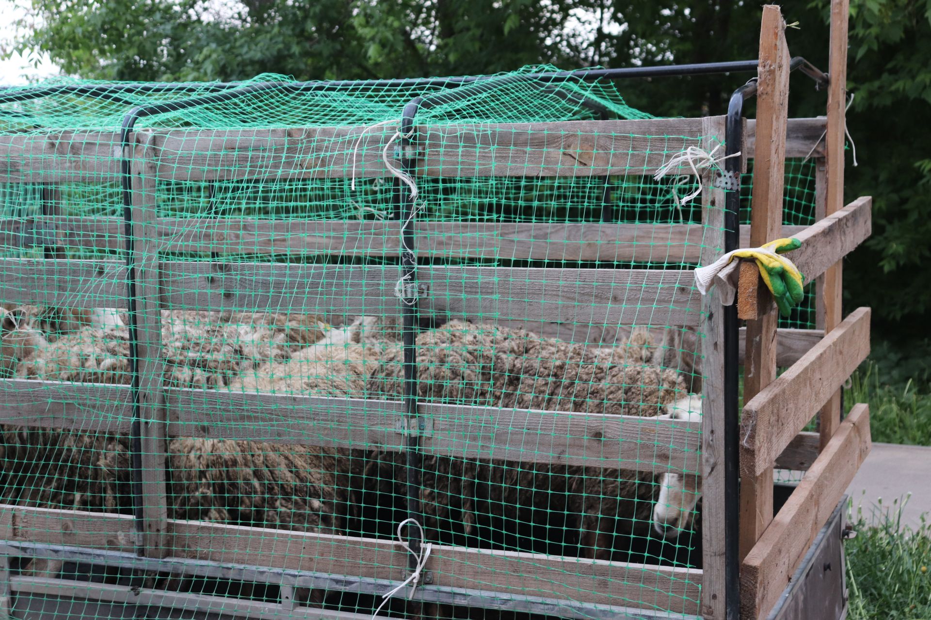 Корбан гаете мөбарәк булсын!