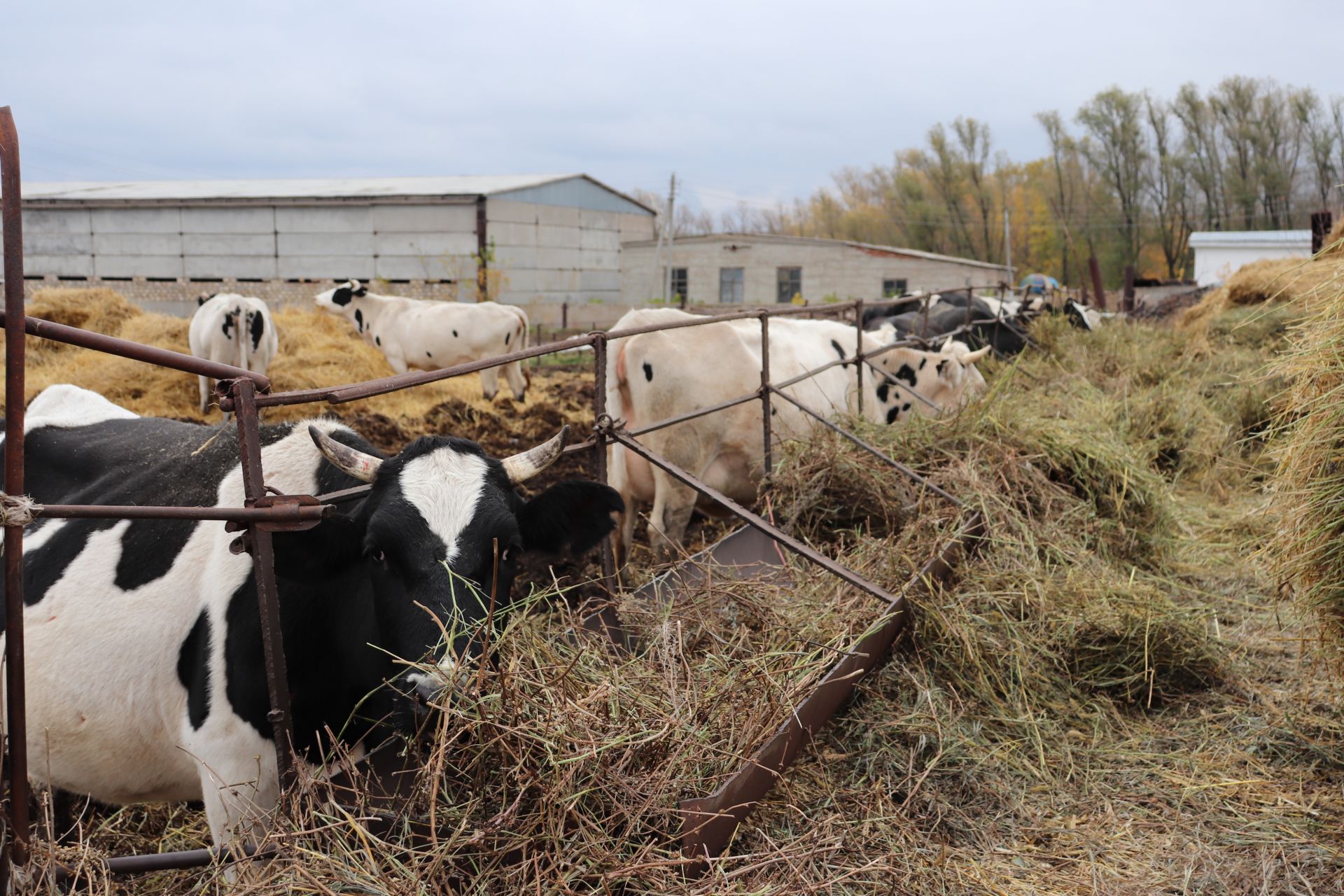 В хозяйствах Азнакаево проверили готовность к зимовке скота
