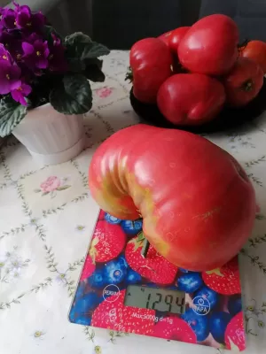 Әгерҗедә шундый дәү помидор үскән!