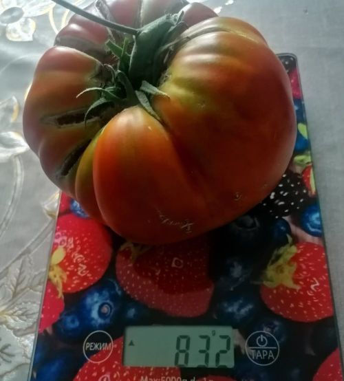 Салиховлар гигант помидор үстергәннәр