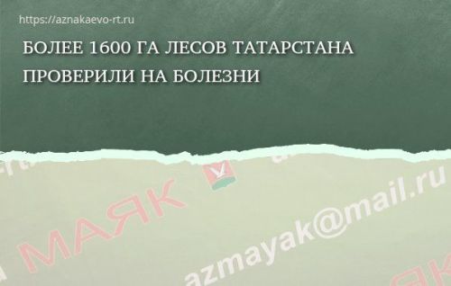 Более 1600 га лесов Татарстана проверили на болезни