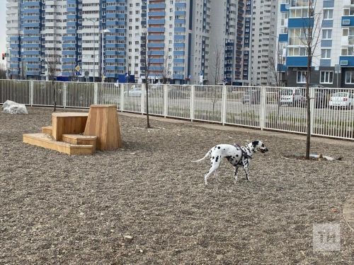 Безопасная среда для всех: в опросе по благоустройству появился новый блок о животных