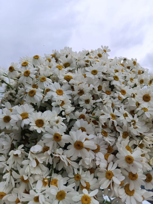 Гөлшат Нигъмәтуллина Гаилә, мәхәббәт һәм тугрылык көне белән котлады