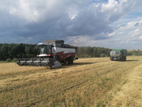 Азнакай кырларында урып-җыю эшләре гөрли