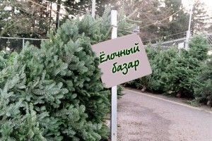 Как выбрать безопасную новогоднюю ель