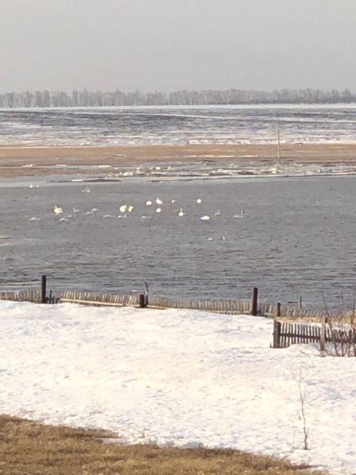 Азнакай районы Стәрле авылы сулыкларына аккошлар килгән