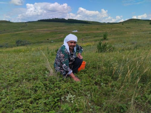 Азнакай районының Сәпәй авылында җиләк җыю бәйрәме үтте