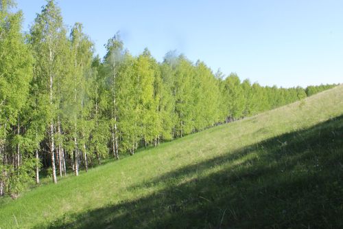 Татарстане открыли лесокультурный сезон