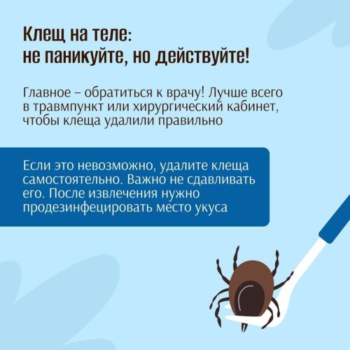 Внимание! Сезон клещей в самом разгаре!