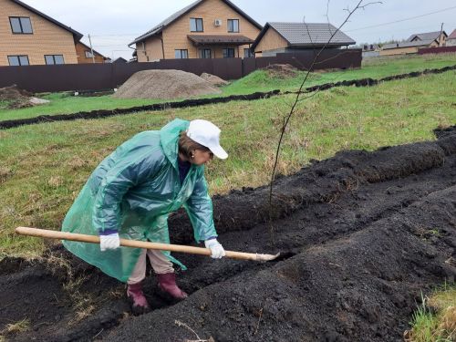 В Азнакаево в честь 80-летия Победы в Великой Отечественной войне высадили 80 лип