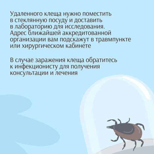 Внимание! Сезон клещей в самом разгаре!