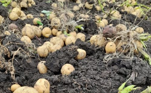 Когда сажать картошку? Советы огородникам: сроки, приметы, урожай