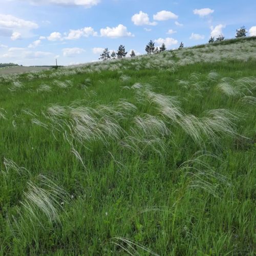 Как бороться с болезнями яровых зерновых культур и сохранить урожай