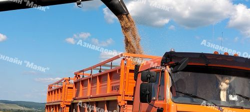 Азнакай районында урып-җыю эшләренә старт бирелде.