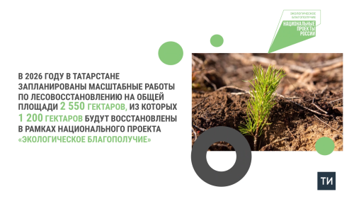 Татарстанда илкүләм проект буенча 1200 гектар мәйданда урманнар торгызылачак
