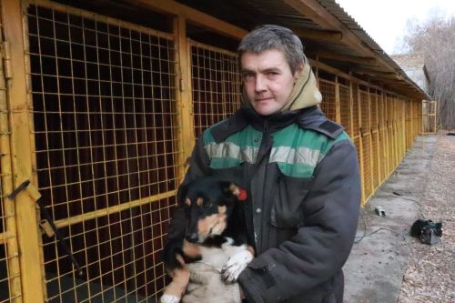 Собаки тоже плачут...