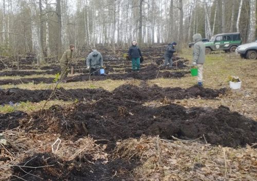 Азнакай урманчылары “Хәтер бакчасы” халыкара акциясенә кушылды