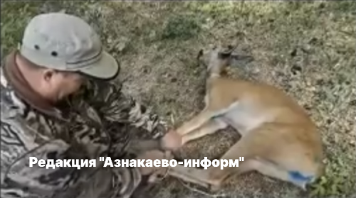 В Азнакаевском районе спасли молодую косулю