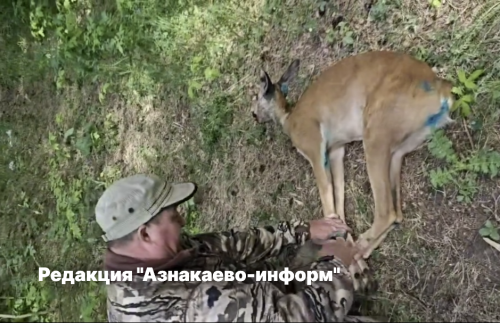 В Азнакаевском районе спасли молодую косулю
