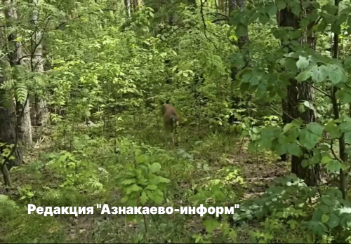 В Азнакаевском районе спасли молодую косулю