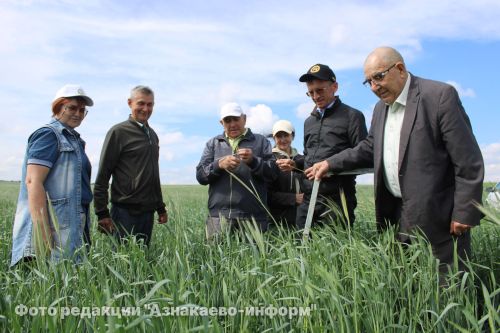 В Азнакаевском районе оценили состояние посевов на полях