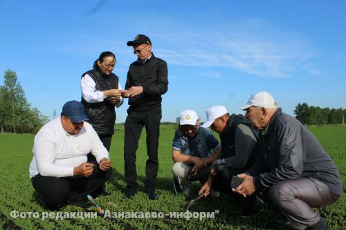 В Азнакаевском районе оценили состояние посевов на полях
