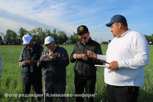 В Азнакаевском районе оценили состояние посевов на полях