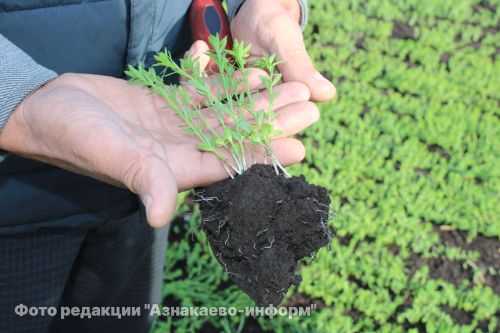 В Азнакаевском районе оценили состояние посевов на полях
