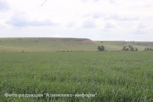 В Азнакаевском районе оценили состояние посевов на полях
