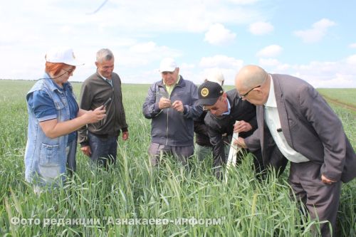 В Азнакаевском районе оценили состояние посевов на полях