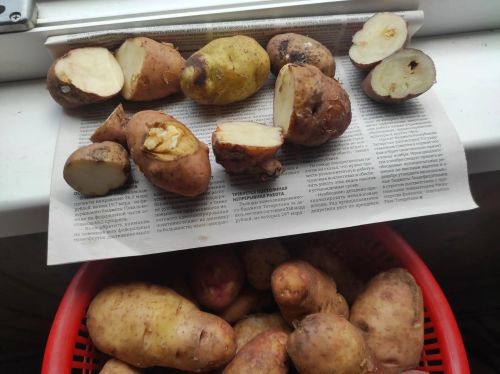 Как сохранить картофель, если на клубнях появилась гниль