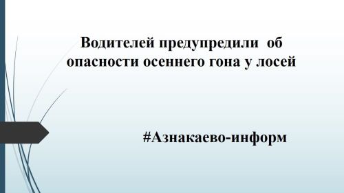 Водителей предупредили  об опасности осеннего гона у лосей