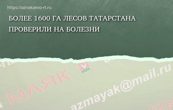 Более 1600 га лесов Татарстана проверили на болезни