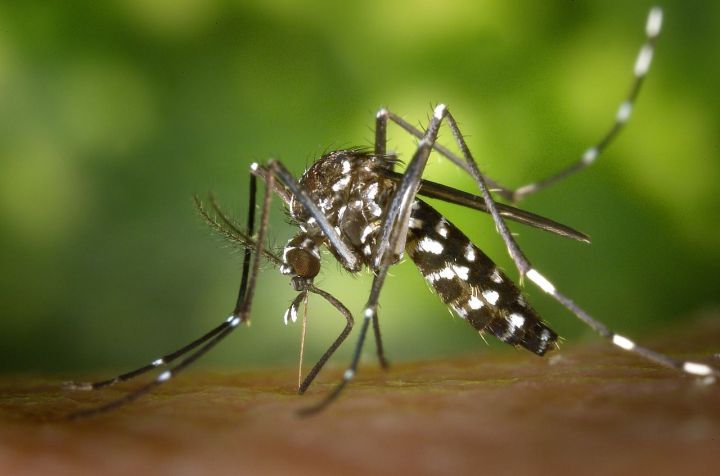 Ученые узнали о влиянии комариных укусов на иммунитет человека