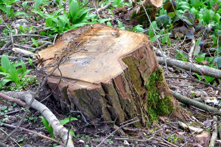 В Азнакаево украли лес на сумму 120 000 рублей