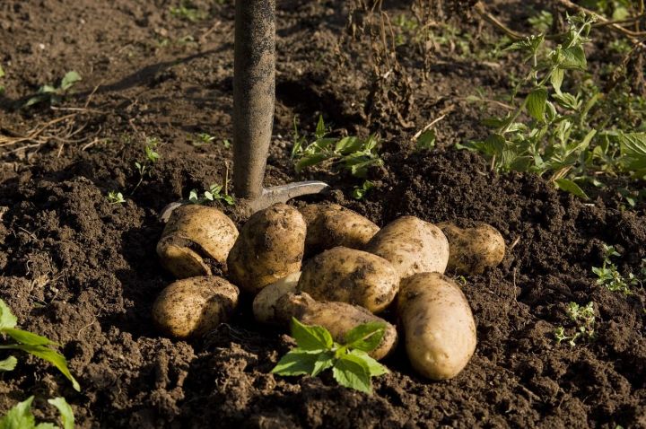 8 призывников Азнакаево засадили поле бабушки картофелем