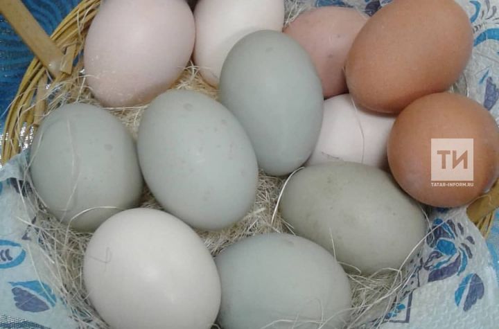 Татарстанский диетолог предупредила о повышении холестерина из-за злоупотребления яйцами