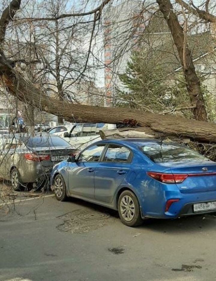 Сильный ветер уронил дерево на припаркованный во дворе автомобиль