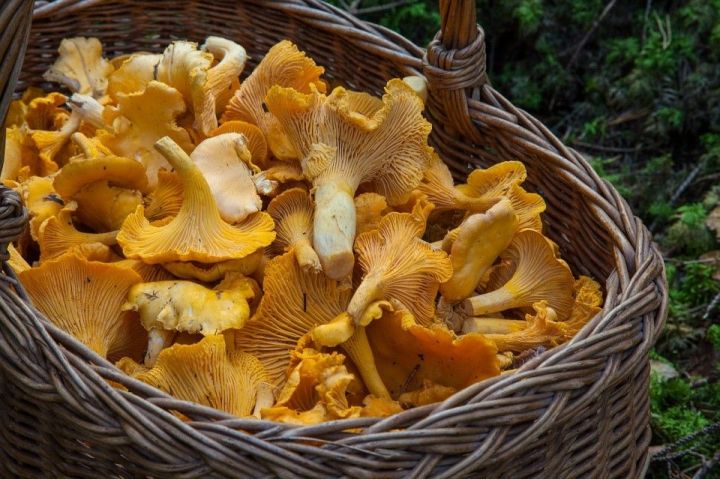 6 фактов о грибах: как правильно собрать урожай и не попасть в реанимацию