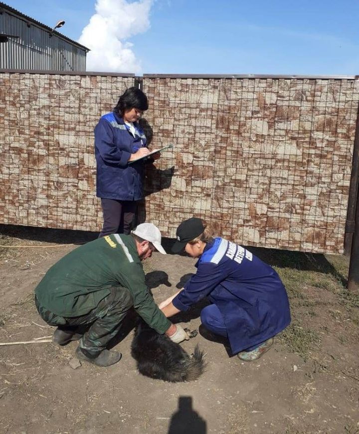 В Азнакаево домашним животным делают бесплатные прививки против бешенства