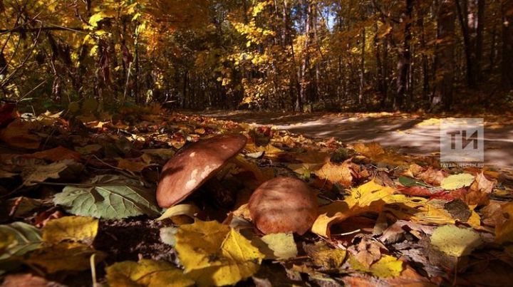 Фото Грибов В Лесу Осенью