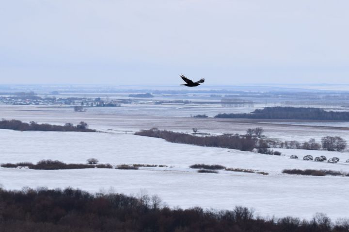 «Аномальная зима в Татарстане»: профессор КФУ дал прогноз погоды на выходные и февраль