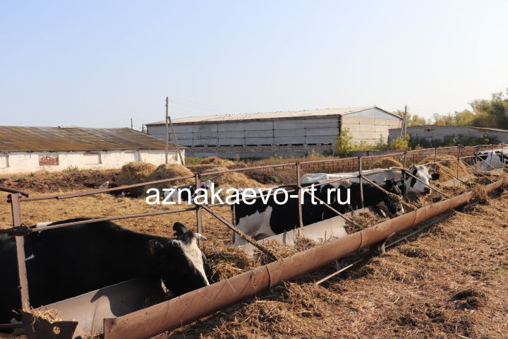 В Азнакаевском районе ежедневно надаивают около 143 тонн молока