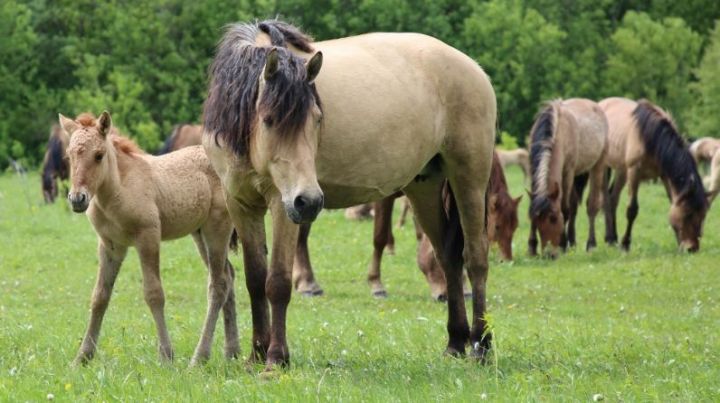 На разведение татарских лошадей выделят 5 млн рублей